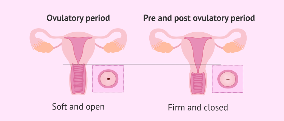 Picture1 6 علائم باروری زنان چیست؟ مدبی